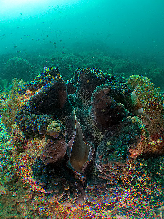 Tridacna gigas